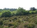 Heather, overlooking the high forest